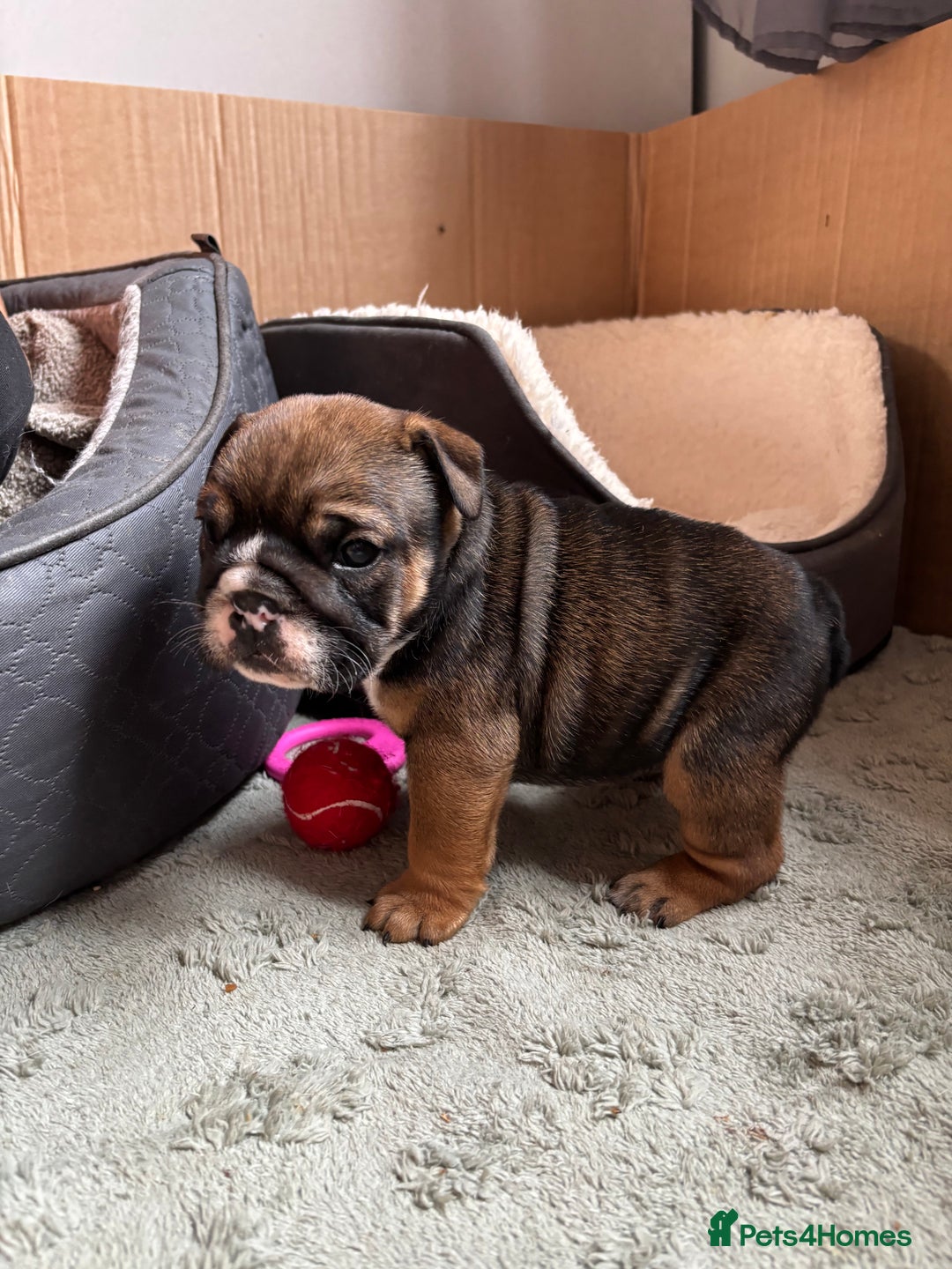 English Bulldog dogs for sale: Ready to go English bulldog puppies - Image 23
