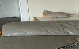 British Shorthair cats for sale: Beautiful rare lilac British shorthair kittens - Image 6