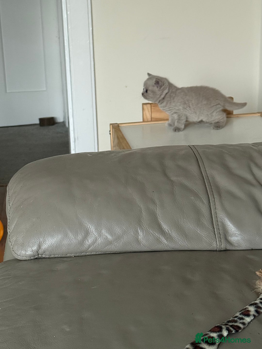 British Shorthair cats for sale: Beautiful rare lilac British shorthair kittens - Image 6