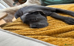 Cane Corso dogs for sale: Nellie 11 month old cane corso  - Image 10