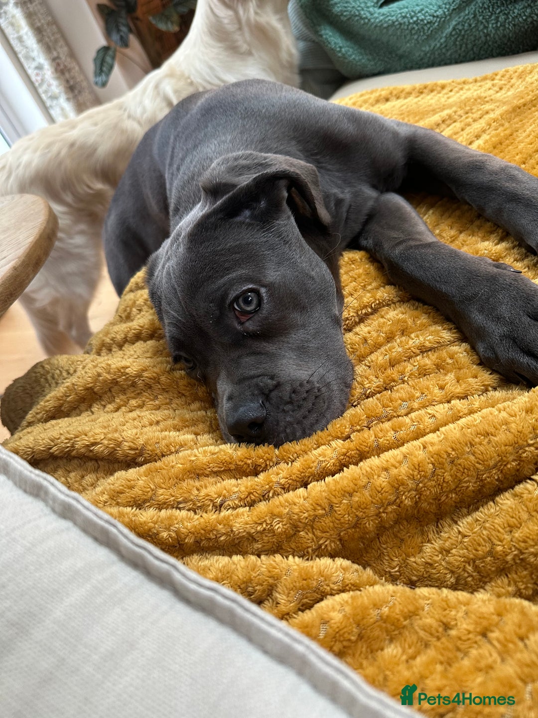 Cane Corso dogs for sale: Nellie 11 month old cane corso  - Image 10