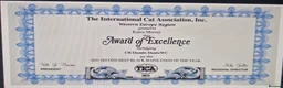 Maine Coon cats for sale: 👑 Gorgeous Tica Registered Red Maine Coon kittens - Advert 12