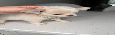 Chihuahua 2