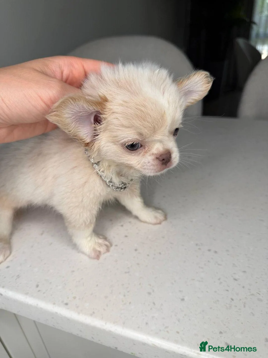 Chihuahua dogs for sale: Tiny Royal Charm: Beautiful Chihuahua Puppies - Advert 2