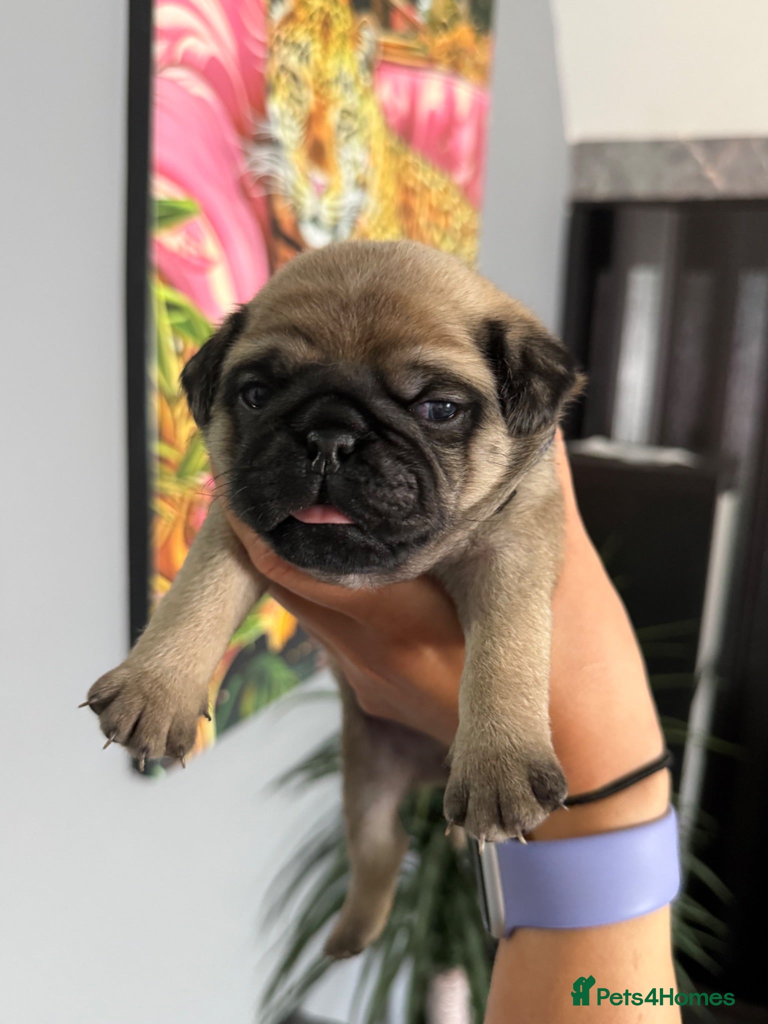 Pug dogs Pug Puppies ❤️🩵🩷💙💚💛 - Advert 1