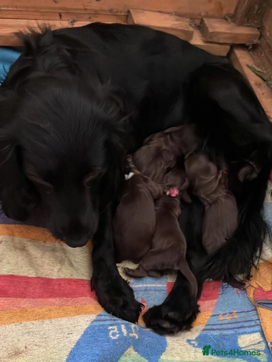 Cocker Spaniel dogs for stud: KC  health tested working cocker spaniel at stud in Malton - Advert 7