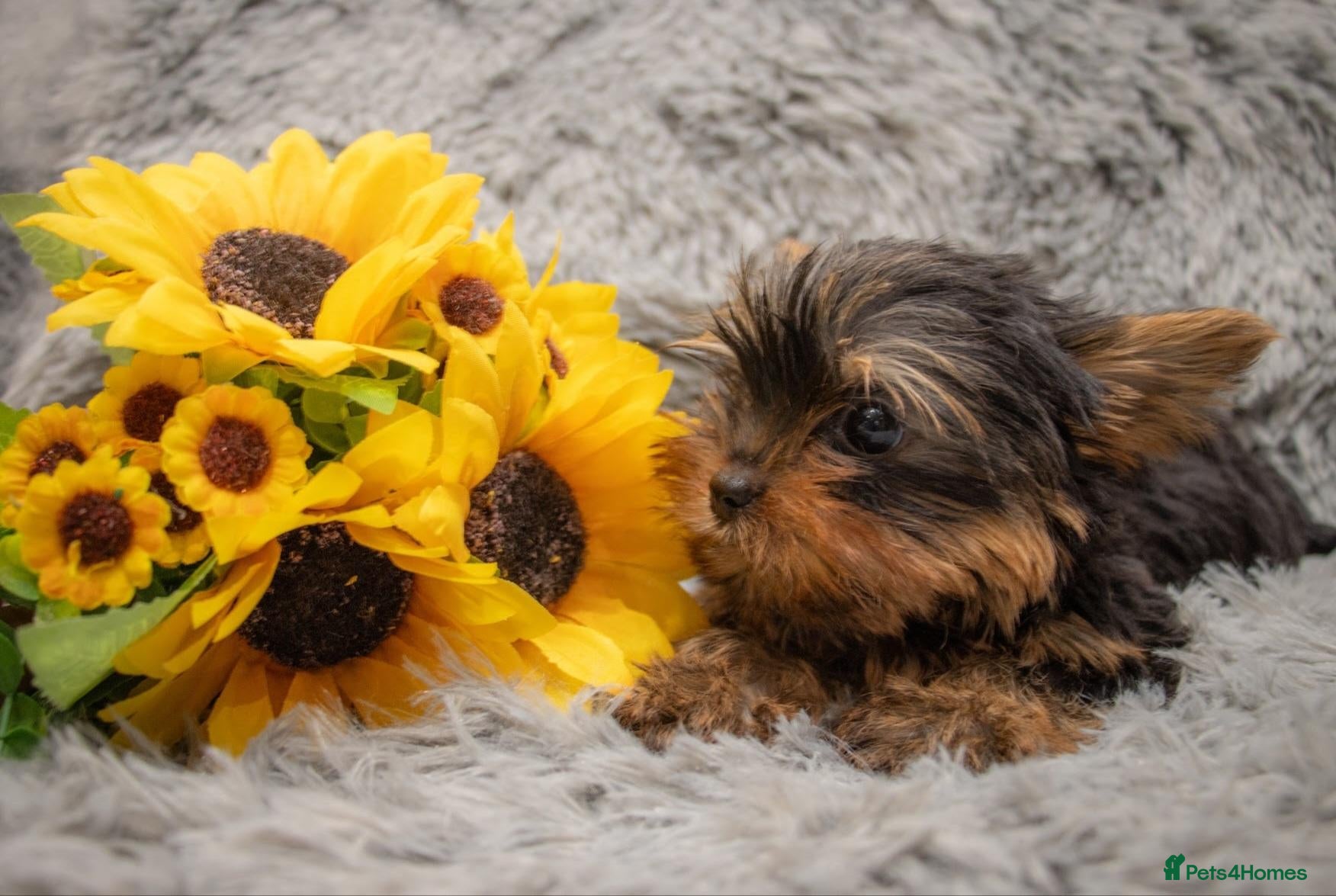 Yorkshire Terrier dogs Two K.C Yorkshire terrier boys champion bloodlines - Advert 2