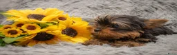 Yorkshire Terrier dogs for sale: Two K.C Yorkshire terrier boys champion bloodlines - Advert 2