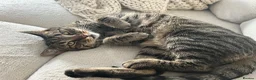 Domestic Shorthair cats for sale: Family cat for rehoming in Hastings - Advert 3