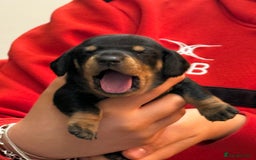 Miniature Dachshund dogs for sale: 7 miniature dachshunds for sale  - Advert 11