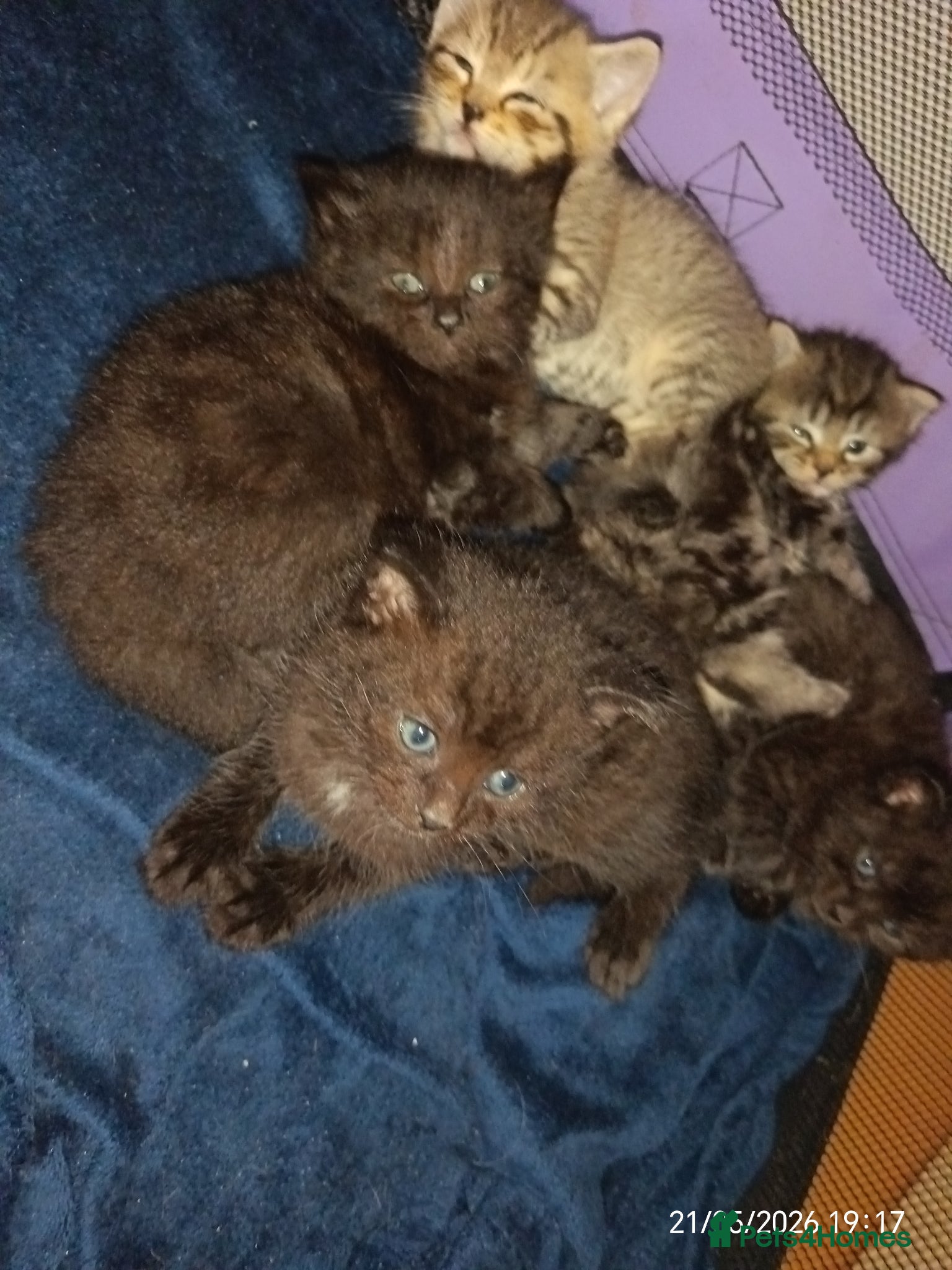 Mixed Breed cats KITTENS NEEDING GENUINE LOVING HOMES - Advert 1