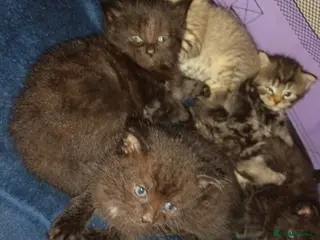 Mixed Breed cats KITTENS NEEDING GENUINE LOVING HOMES - Advert 1