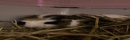 Guinea Pig rodents for sale: Two male guinea pigs  - Advert 1
