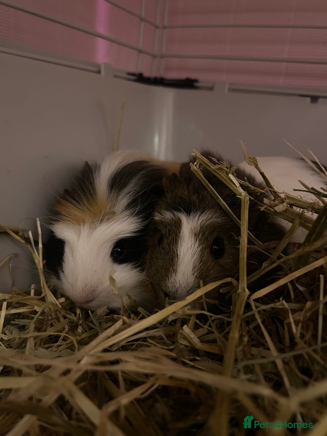 Guinea Pig rodents for sale: Two male guinea pigs  - Advert 1