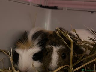 Guinea Pig rodents Two male guinea pigs - Advert 16