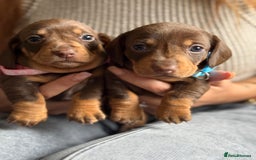Miniature Dachshund dogs for sale: Kennel club registered dachshund puppys PRA clear  - Image 18