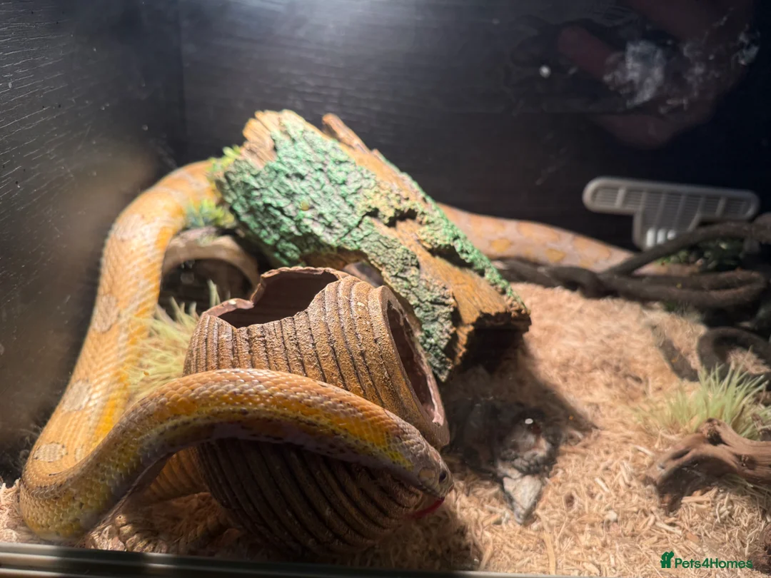 Corn Snake reptiles for sale: Toffee corn snake  in Swansea - Advert 4