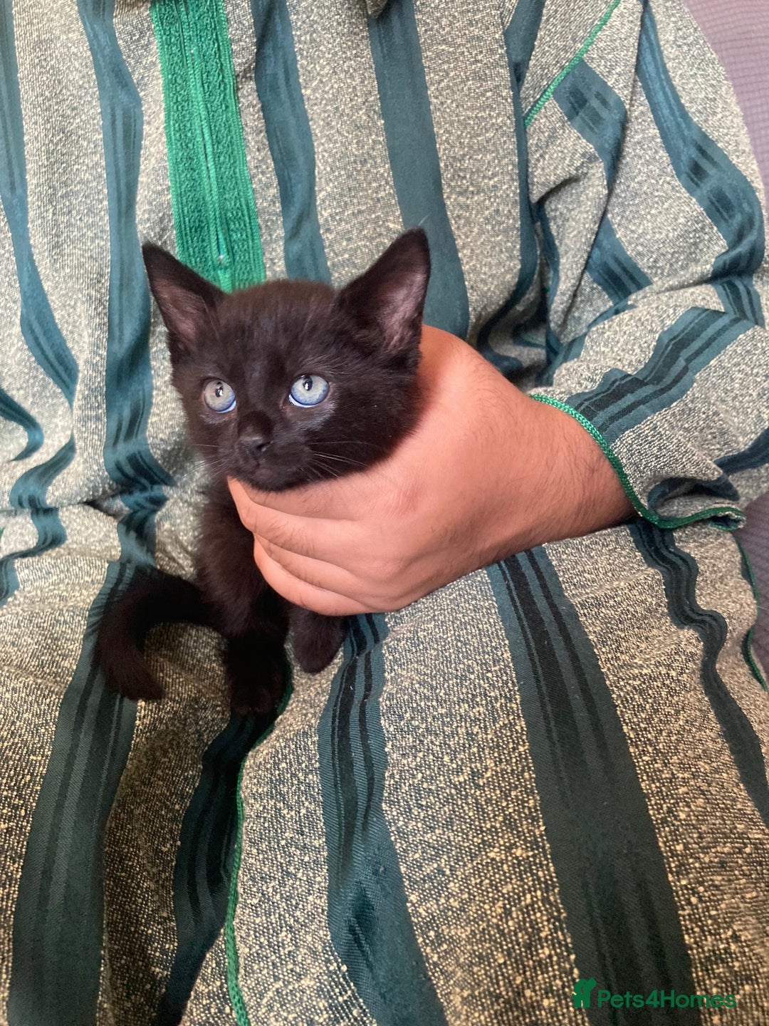 Turkish Angora cats for sale: 3 beautiful kittens ready to find a loving home  - Image 7