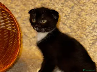 Scottish Fold cats ✨️READY TO GO✨️ ONLY 2 SCOTTISH KITTENS LEFT - Advert 15