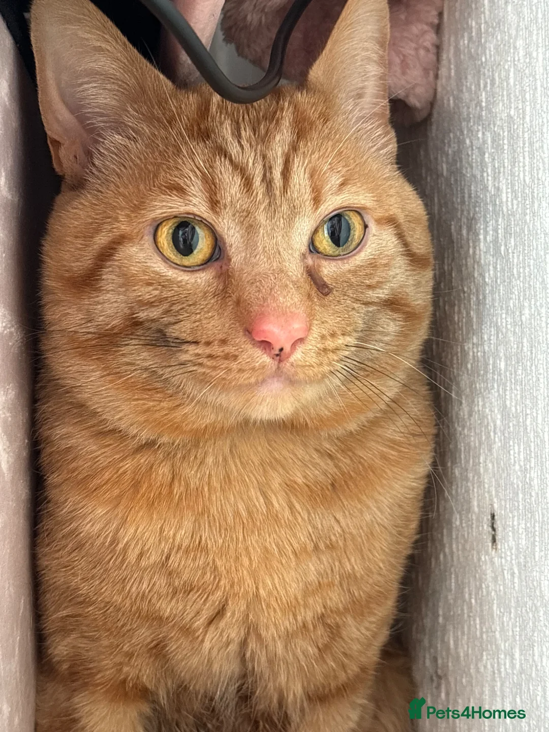 British Shorthair cats for sale: Male cat looking for loving home  - Advert 4