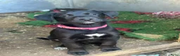 Borador dogs for sale: Beautiful Borodor’s  - Advert 11
