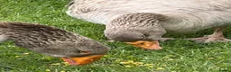 Geese poultry for sale: Russian Tula geese (trio) in Devizes - Advert 4