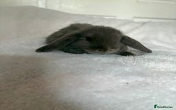 Mini Lop rabbits for sale: Beautiful little mini lop baby bunny rabbits  - Advert 15