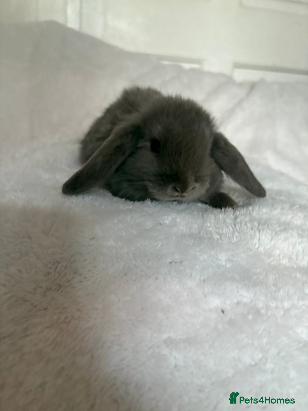 Mini Lop rabbits for sale: Beautiful little mini lop baby bunny rabbits  - Advert 15
