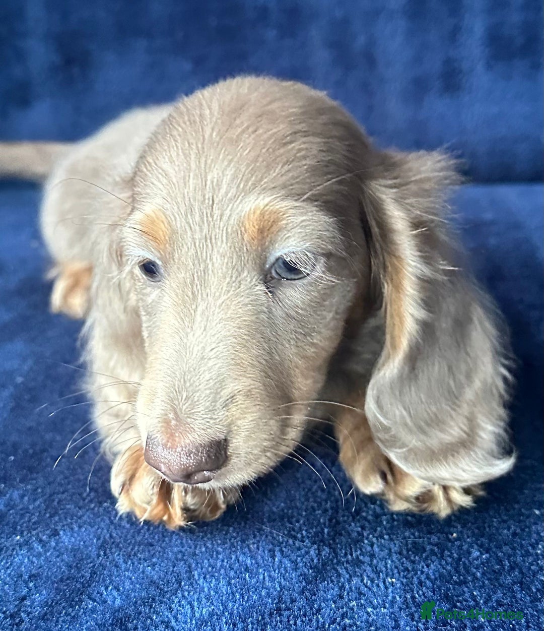 Miniature Dachshund dogs for sale: Isabella long haired boy available  - Advert 11
