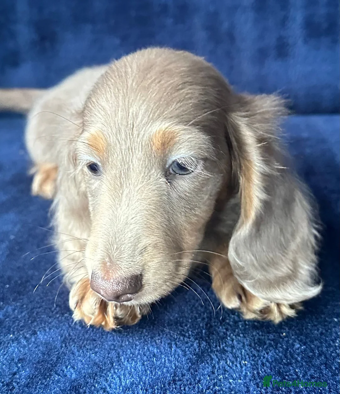 Miniature Dachshund dogs for sale: Isabella long haired boy available  - Advert 11