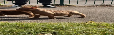 American Bully Puppy 2