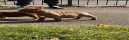 American Bully dogs for sale: Nano bullys micro bully’s  - Advert 14