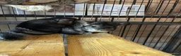 Chinchilla rodents for sale: Mother and daughter bonded chinchillas  in Stoke-on-Trent - Advert 3