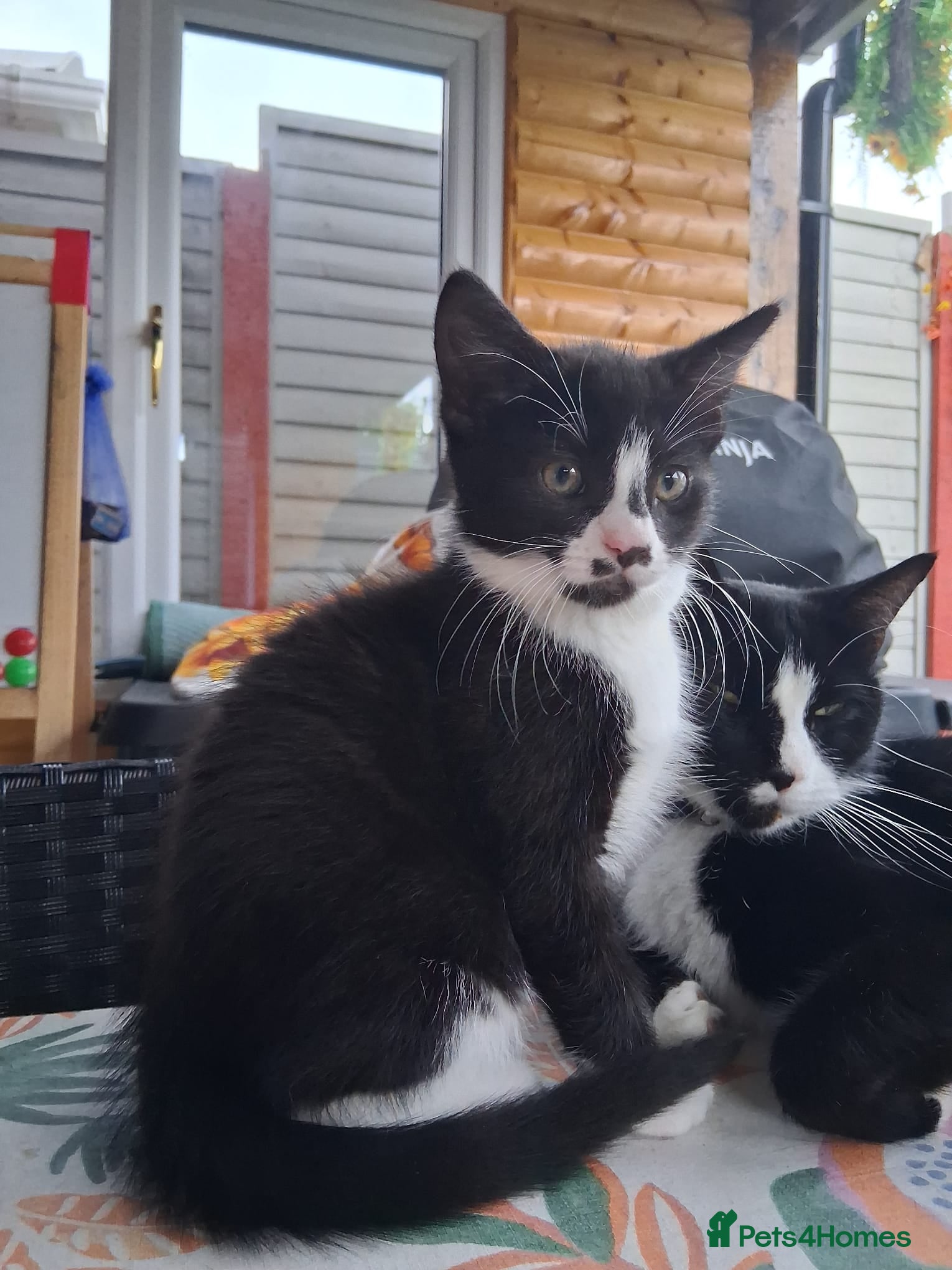Mixed Breed cats for sale: 1 boy and 2 girls black and white ( tuxedo) - Advert 22
