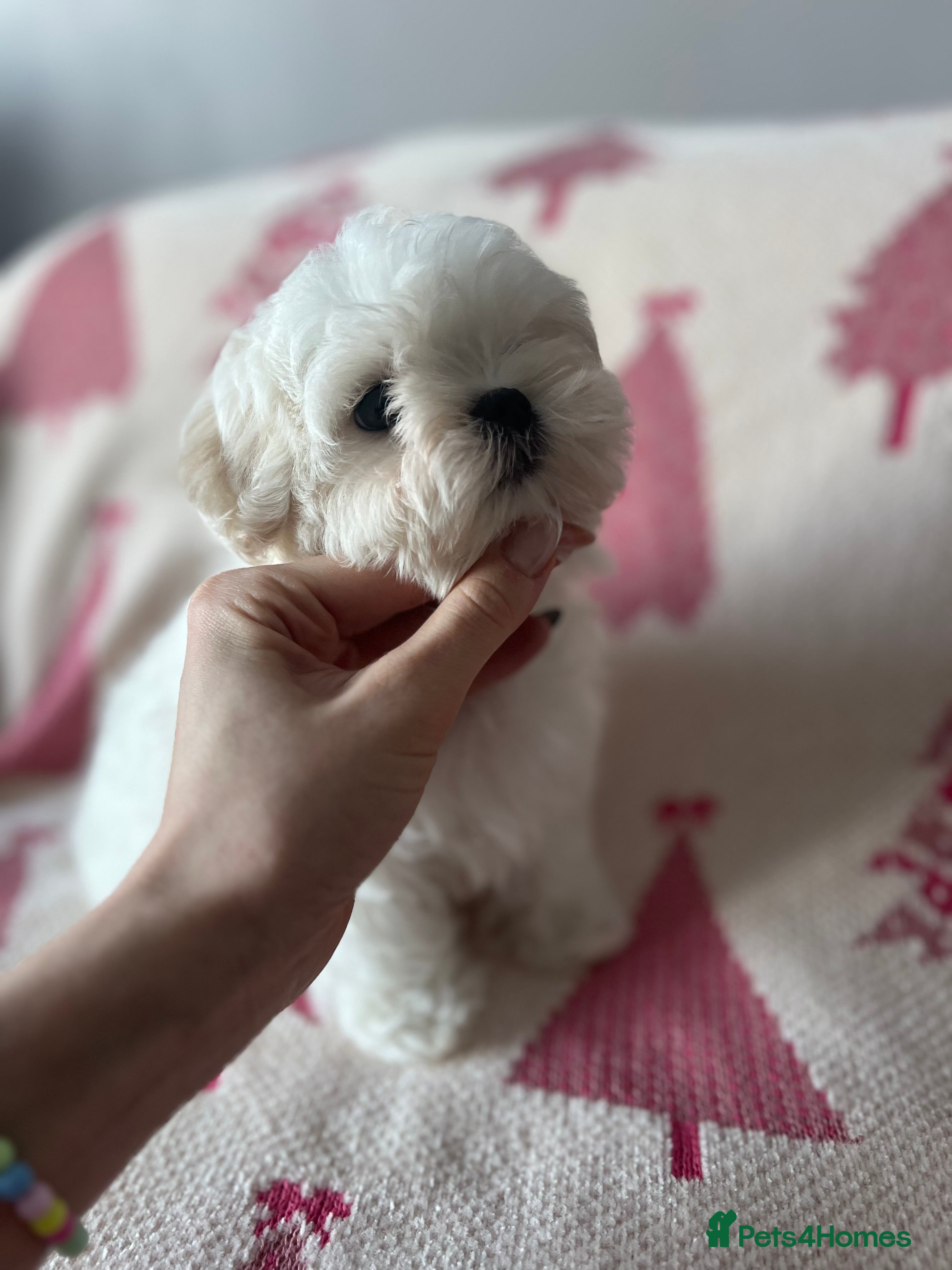 Maltese dogs ✨Ready to leave now, gorgeous maltese puppies ✨  - Advert 10