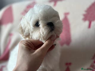 Maltese dogs ✨Ready to leave now, gorgeous maltese puppies ✨ - Advert 10