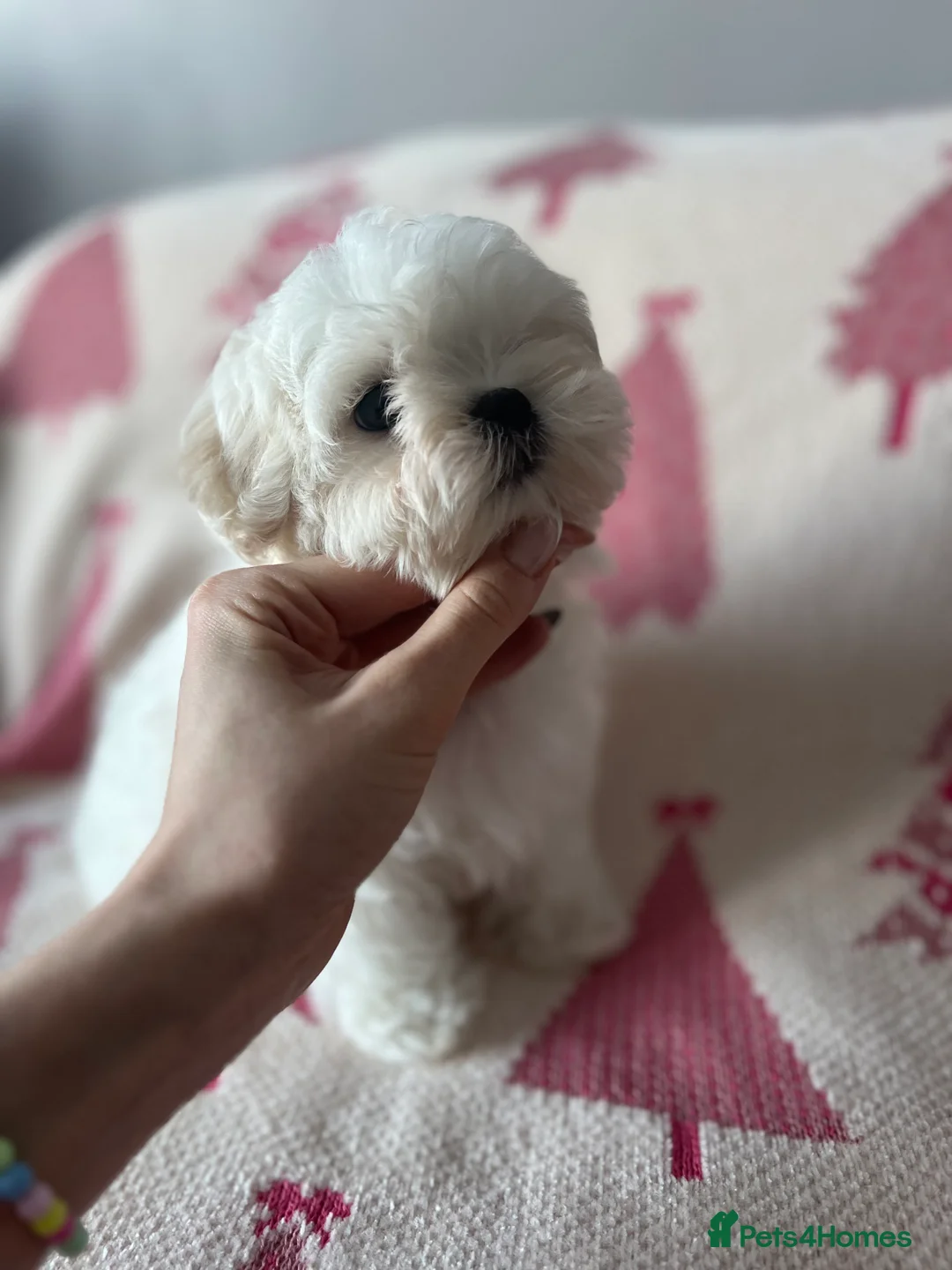 Maltese dogs for sale: Reduced price 💙Maltese cute puppies 💙 - Advert 7