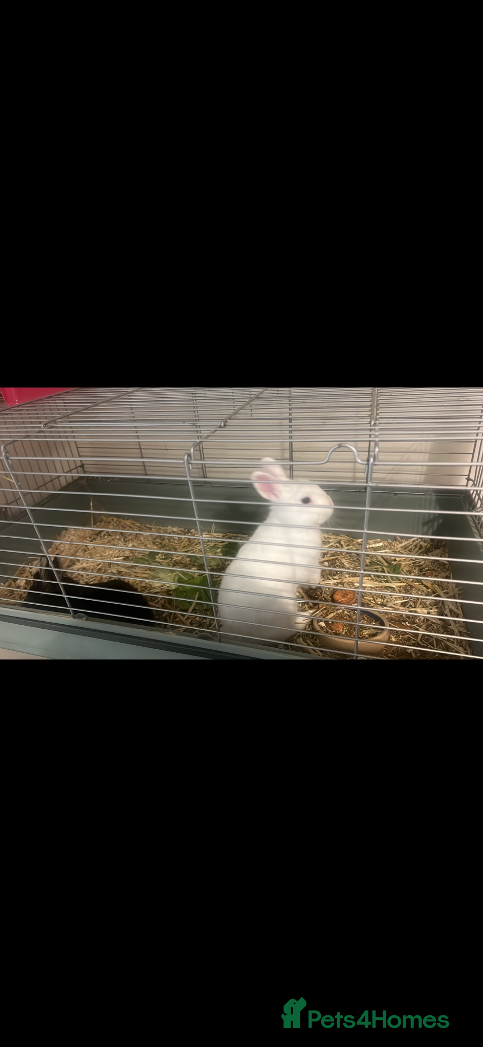Netherland Dwarf rabbits Netherland dwarf adults Bucks for sale  - Advert 6