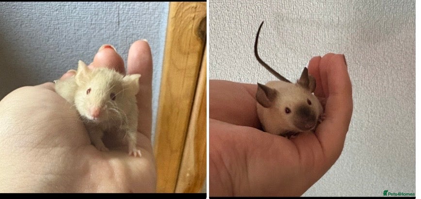 Mouse rodents FRIENDLY FANCY MICE AVAILABLE  - Advert 7