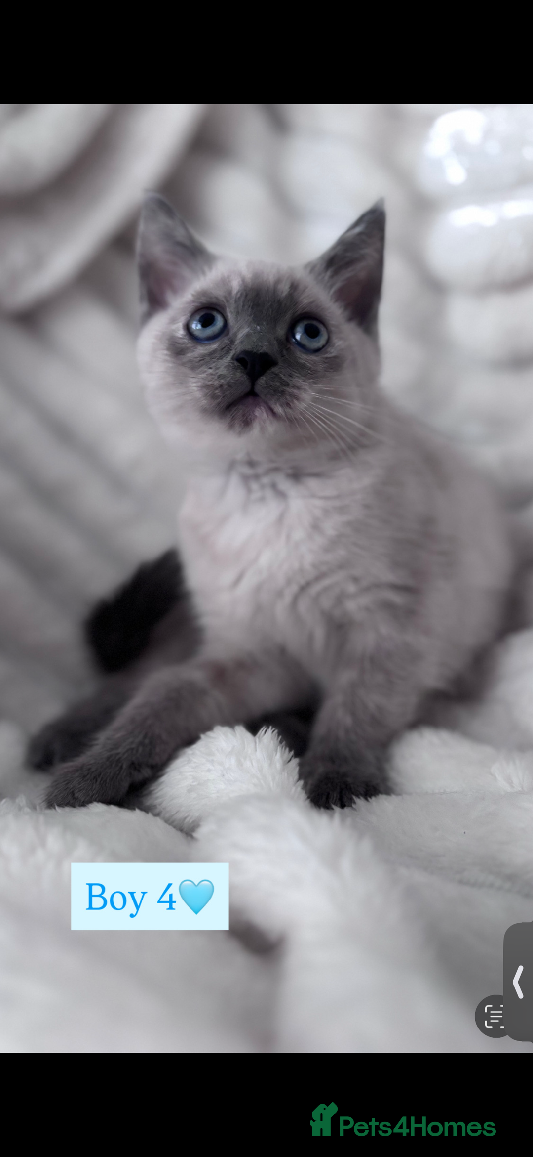 Mixed Breed cats for sale: Playful, loving kittens ready for forever home  - Advert 4