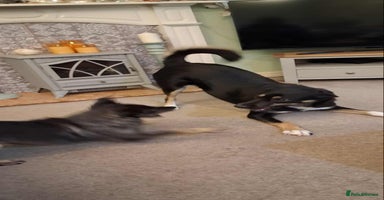 Mixed Breed dogs - Advert 14