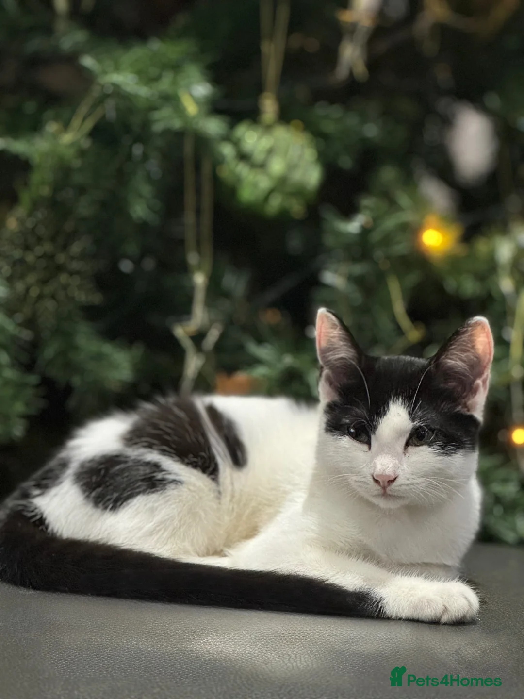 Domestic Shorthair cats for sale: URGENT – Kittens Need Loving Homes 🐾 - Advert 14