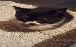 British Longhair cats for sale: British long hair kittens - Advert 6