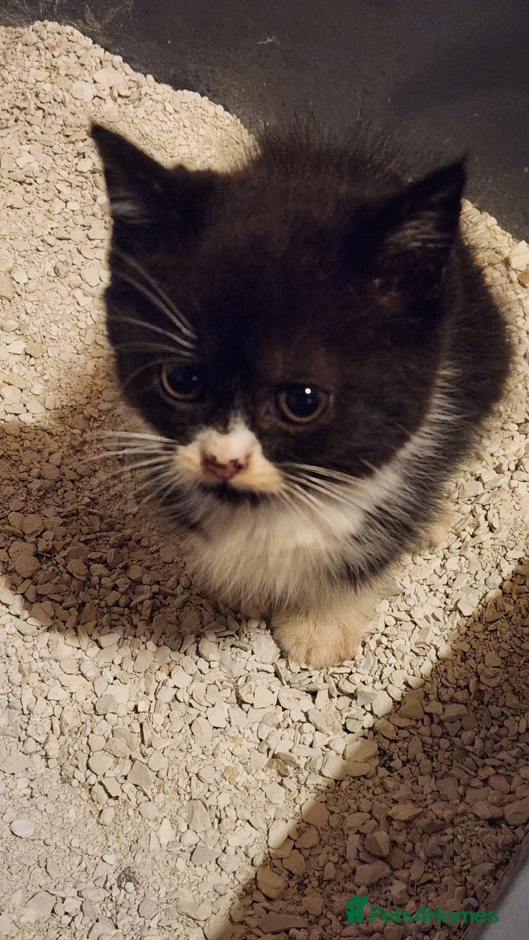 British Longhair cats for sale: British long hair kittens - Advert 6