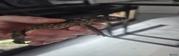 Gecko reptiles for sale: 1.1 Nephrurus asper (Rough Knob-tailed Gecko)  - Advert 3
