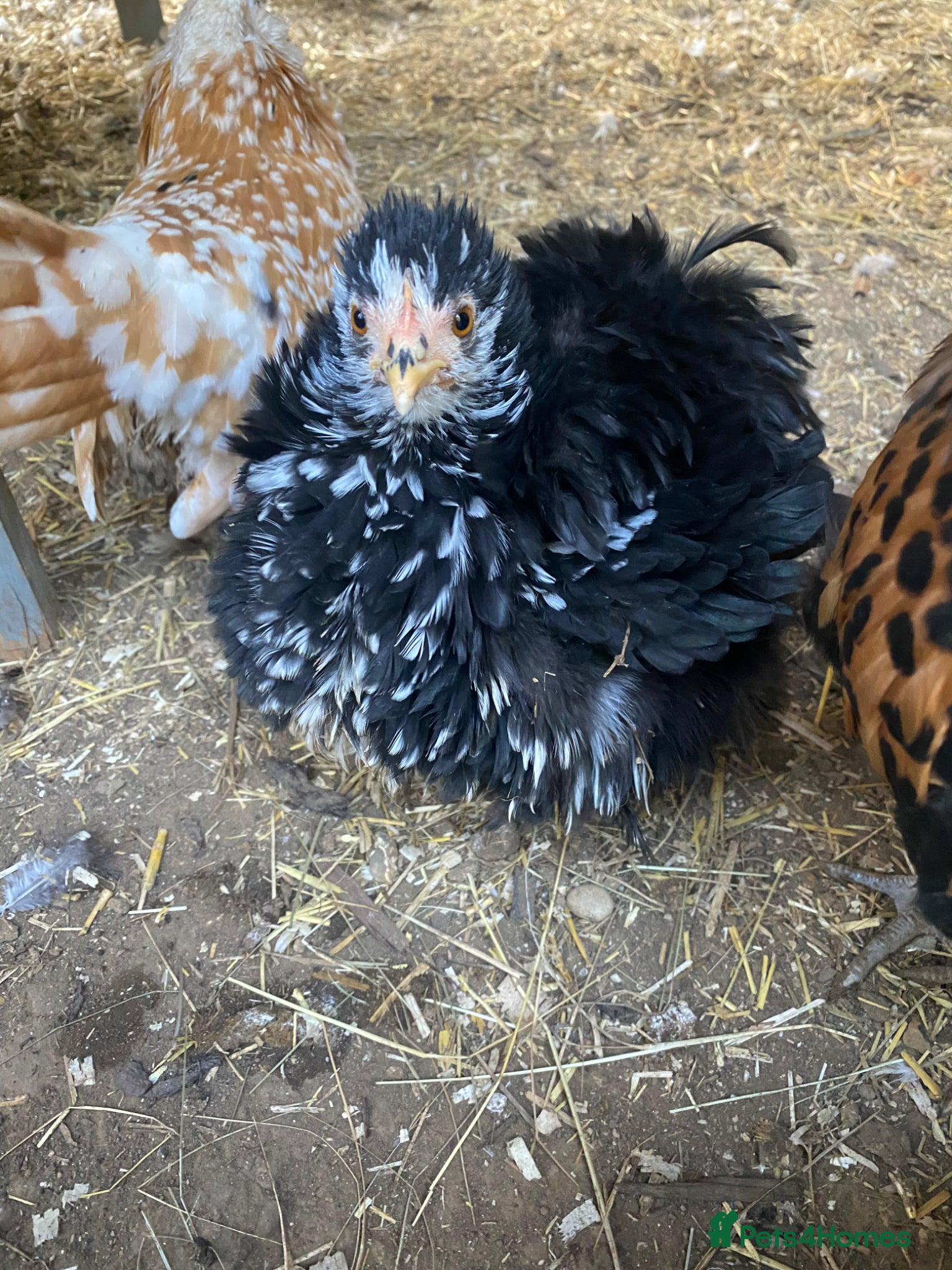 Chickens poultry Frizzled pekin x Dutch bantam chicks 🐣  - Advert 2