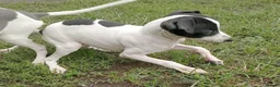 Italian Greyhound dogs for sale: Italian greyhound puppies  - Advert 8