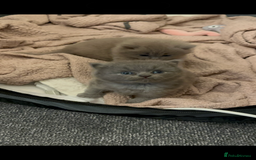 British Longhair cats for sale: 💜🩵 BRITISH LONG HAIR KITTENS 🩵💜 - Image 3