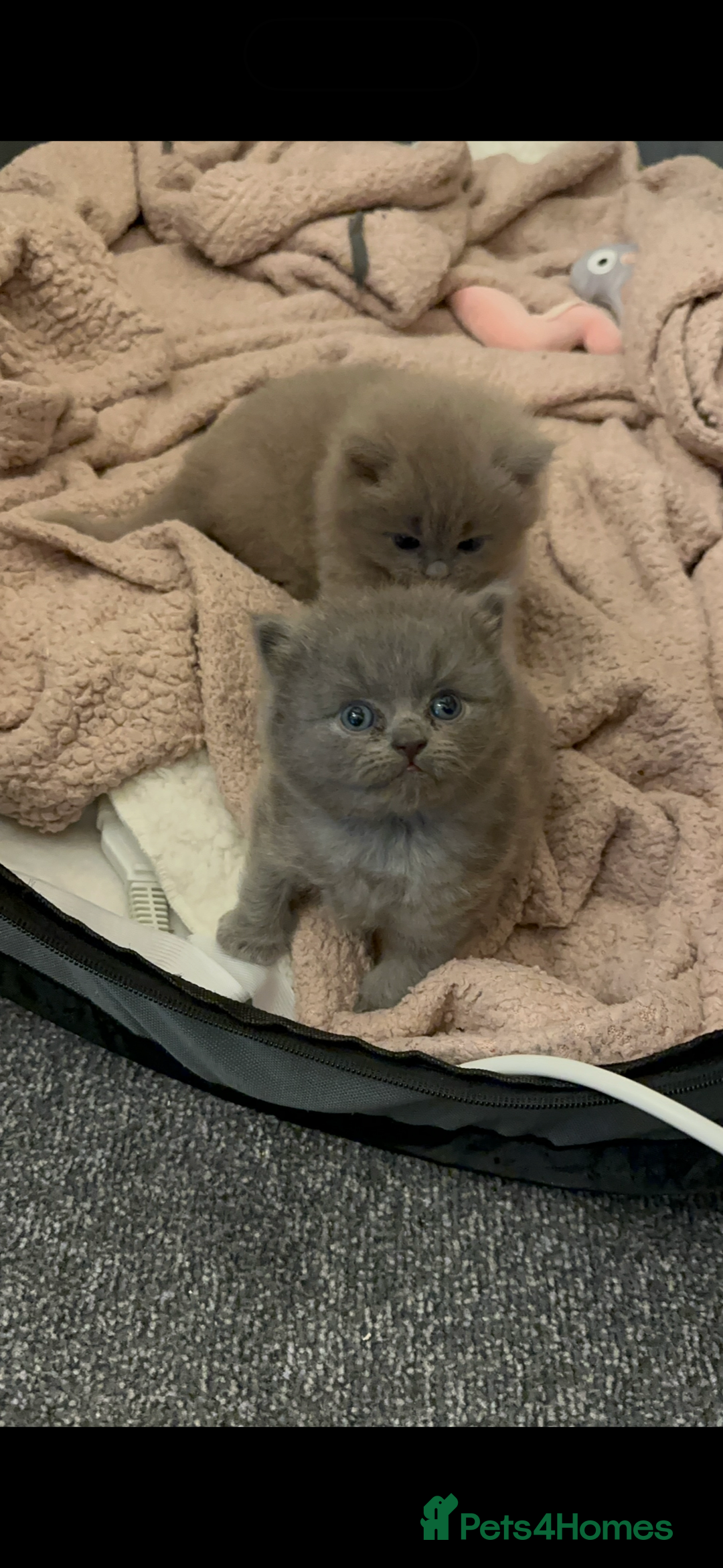 British Longhair cats for sale: 💜🩵 BRITISH LONG HAIR KITTENS 🩵💜 - Image 3