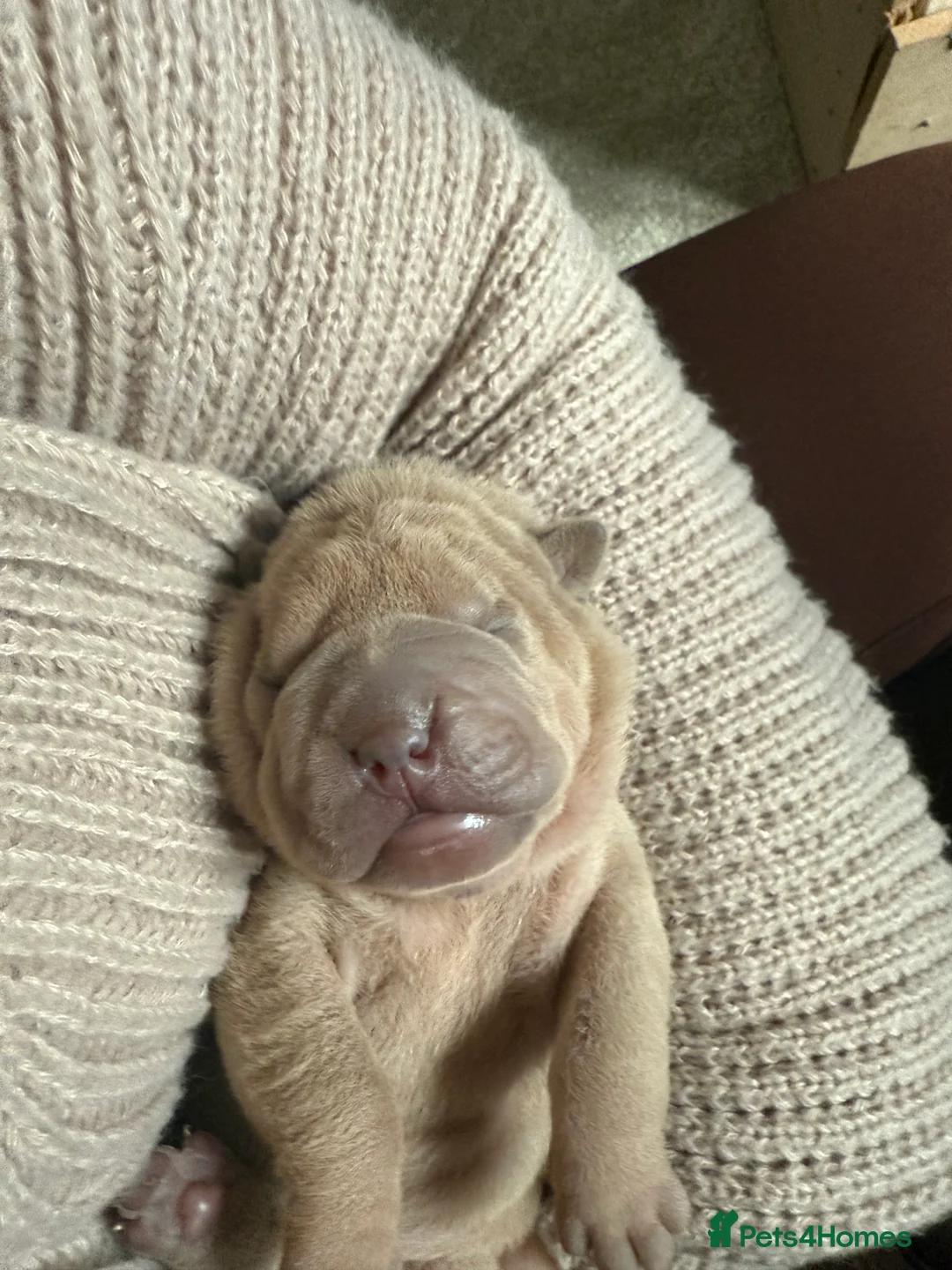 Shar Pei dogs for sale: Beautiful pure shar pei puppies - Advert 23